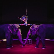 Цирковая программа «Шоу слонов и магия цирка» 2021 фотографии