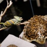 Фото: kazan-kremlin.ru