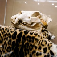 Фото: kazan-kremlin.ru