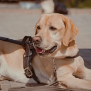Фестиваль собак-проводников «Шаг за шагом – два сердца рядом» 2023 фотографии