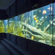 Казанский океанариум фотографии