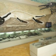 Занятие «Подводные лодки» морского царства» в Музее естественной истории татарстана 2017 фотографии