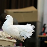 Выставка декоративных голубей 2018 фотографии