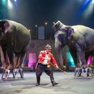 Цирковое шоу «Слоны и тигры» 2018 фотографии