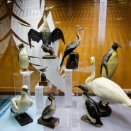 Выставка «Птицы. Технология совершенства» фотографии