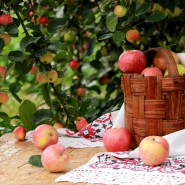 Праздник «Яблочный Спас в Красновидово» 2023 фотографии