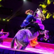 Цирковое шоу «Империя львиц» 2018 фотографии