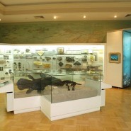 Занятие «Подводные лодки» морского царства» в Музее естественной истории татарстана 2017 фотографии
