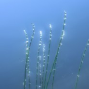 Фото: izo-museum.ru