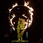 Цирковое шоу «Багдасаровы. Про цирк» 2023 фотографии