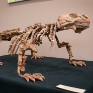 Выставка «Парейазавры Вятки» фотографии