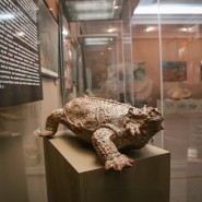 Выставка «Парейазавры Вятки» фотографии