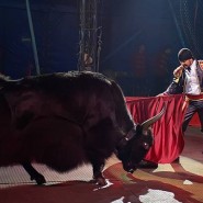 Цирковое шоу «Виртуозы манежа» 2019 фотографии