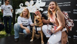 Выставка собак «Осенний кубок КФРТ 2017»