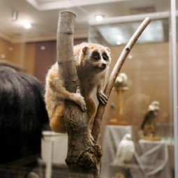 Выставка «Сокровища контрабандистов»