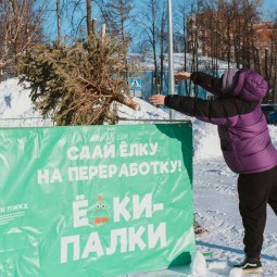 Экологическая акция «Елки-палки» 2025