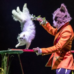 Цирковое шоу «Как кот на Новый год счастье принёс» 2023-2024
