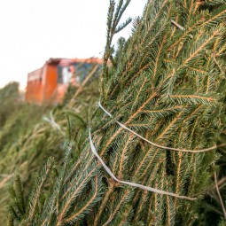 Экологическая акция «Елки-палки» 2026