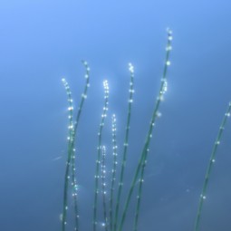 Выставка «Современный пикториальный пейзаж»