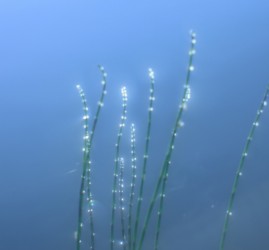 Выставка «Современный пикториальный пейзаж»