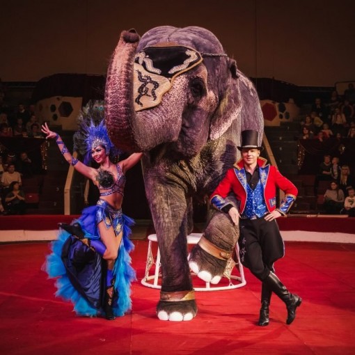 Цирковая программа «Шоу слонов и магия цирка» 2021