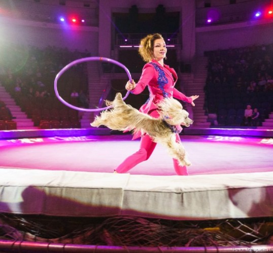 Флаинг циркус. Цирк шапито граф орлов. Рязанский цирк рязань. Цирк дю солей акробаты. Братьев никитиных.