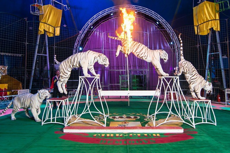 Цирк-шапито «Корона» 2017