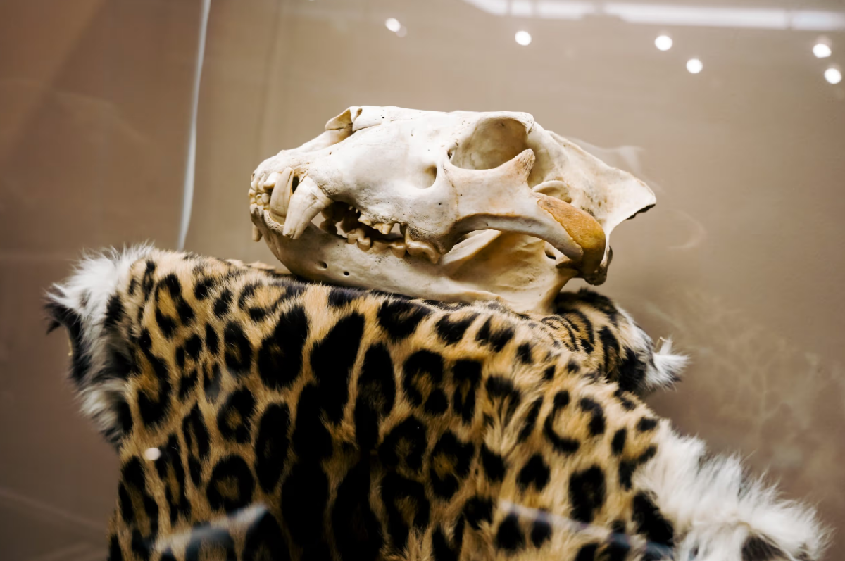 Фото: kazan-kremlin.ru