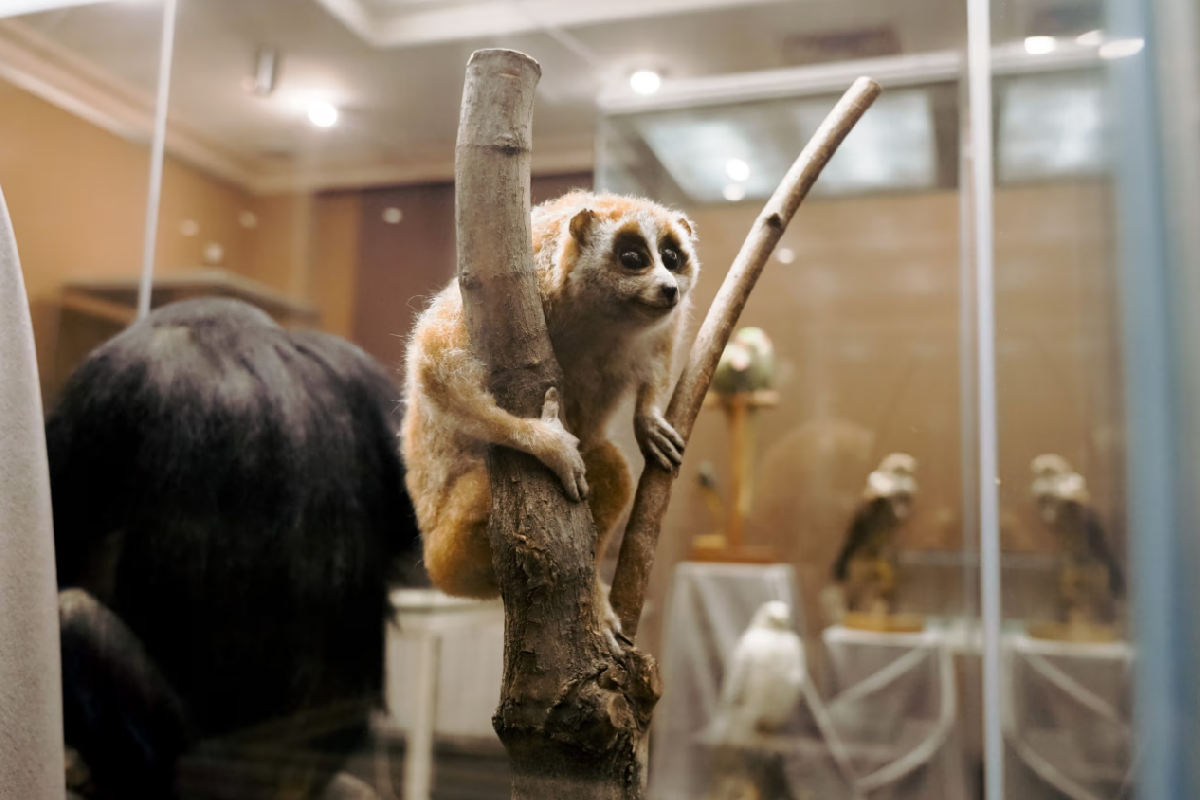 Фото: kazan-kremlin.ru