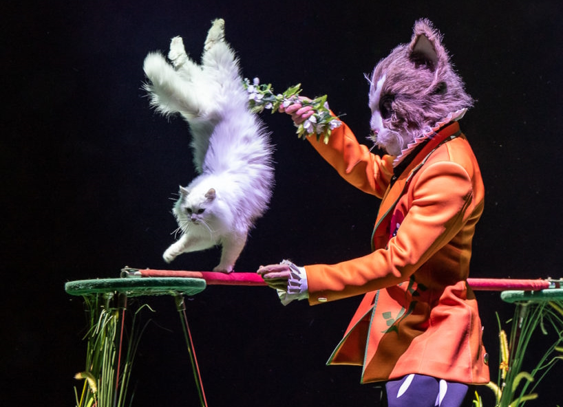 Цирковое шоу «Как кот на Новый год счастье принёс» 2023–2024