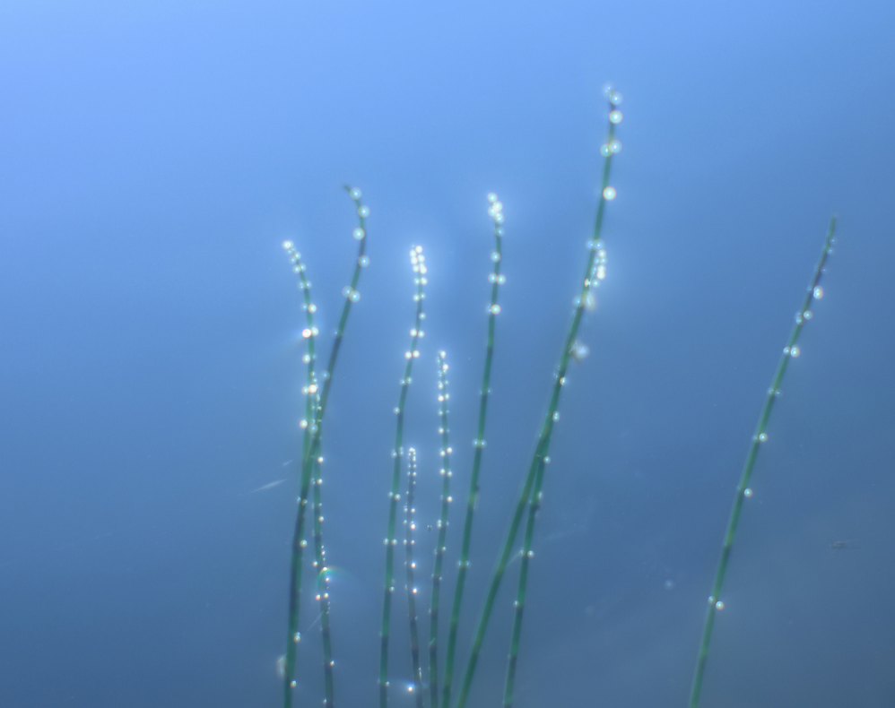 Фото: izo-museum.ru