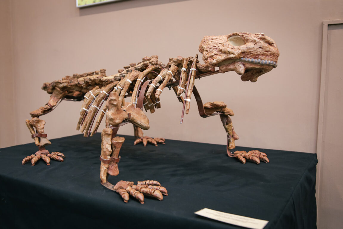 Выставка «Парейазавры Вятки»